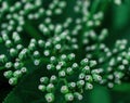 Abstract background with green plant with numerous buds close up. Selective focus. Copy space