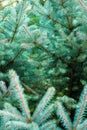 Green spruce branches background Royalty Free Stock Photo