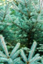 Green spruce branches background Royalty Free Stock Photo