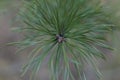 Christmas tree green coniferous all year round, small sharp thorns on spruce