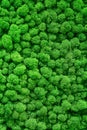 Background of green stabilized moss. Green grass with top view, texture Royalty Free Stock Photo