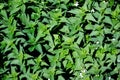 Background of green stinging nettle plants Royalty Free Stock Photo