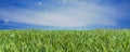 Background with Green Summer Landscape. spring grass in sun light and defocused sky on background. panorama, wide banner Royalty Free Stock Photo