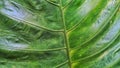 background of green taro leaves