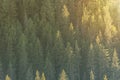 Background of green trees, slope of a mountain with fir trees in the sunlight