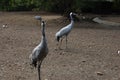 Two herons on black soil