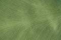 Background green tropical leaves plant. Texture green foliage tropical palm tree Royalty Free Stock Photo