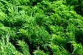 Background of green vegetation on a sunny day. Banner design Royalty Free Stock Photo