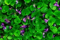 Background green viola leaves water drops rain blue purple pink flowers violet ultra hooded Royalty Free Stock Photo