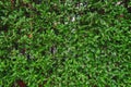 The background of the green wall of leaves or bushes