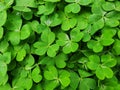 Green leaves Clover or Oxalis.