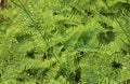 Background of wild ferns, New Zealand Royalty Free Stock Photo