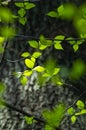 Green and yellow abstract blurred background with plant and beautiful bokeh in sunlight Royalty Free Stock Photo
