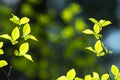 Green and yellow abstract blurred background with plant and beautiful bokeh in sunlight Royalty Free Stock Photo