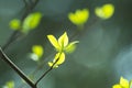 Green and blue abstract blurred background with plant and beautiful bokeh in sunlight Royalty Free Stock Photo