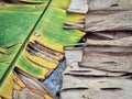 Background of Green Yellow and Dry Brown Banana Leaves on the Floor