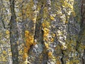 Background of green and yellow moss on a tree trunk up close for texture and detail Royalty Free Stock Photo