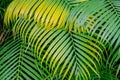 Background of green and yellow palm leaves