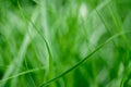 Greenery Day background Royalty Free Stock Photo