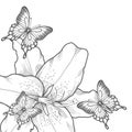 Background for greeting card with monochrome black and white lilies and butterflies