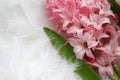 Background for a greeting card: pink flower on plumage