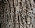 Background Of Grey Brown Tree Bark