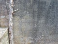 Background Grey Cement Wall with Dried Tree