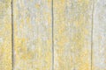 Background: grey, sun-bleached boards in a wooden fence with cracks, traces of age and damp, covered with yellow lichen
