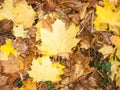 Background of ground brown orange fall autumn leaves floor fores Royalty Free Stock Photo