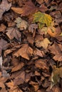 Background of ground brown orange fall autumn leaves floor fores Royalty Free Stock Photo