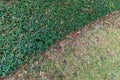 Background ground cover Royalty Free Stock Photo