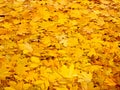Background group autumn orange leaves. Royalty Free Stock Photo