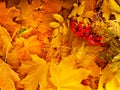 Background group autumn orange leaves. Royalty Free Stock Photo