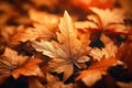 Background group autumn orange leaves