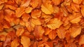 Background group autumn orange leaves Royalty Free Stock Photo