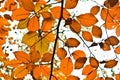 Background group autumn orange leaves. Outdoor Royalty Free Stock Photo