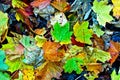 Background group autumn orange leaves. Outdoor