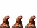 Background of a group of brown chicken heads