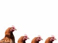 Background of a group of brown chicken heads
