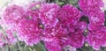 Background of a group of dark pink peony flowers blooming in the garden Royalty Free Stock Photo