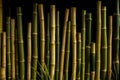 the background of a group of photo shoots showing rows of bamboo