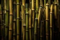 the background of a group of photo shoots showing rows of bamboo