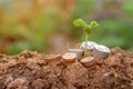 Background Growing Money Plant On Coins business Royalty Free Stock Photo