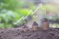 Growing Money Plant On Coins business Finance And Investment Concep Royalty Free Stock Photo