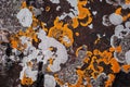 Background of growing orange and white lichen spreading on rough texture of brown rock Royalty Free Stock Photo