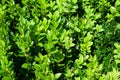 Background of a grown tender twigs of a green bush in the sunligh. Selective focus