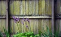 Background Grungy Fence with Agapanthus Flowers