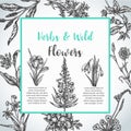 Background with Hand drawn herbs and wild flowers Vintage collection of Plants Floral invitation Vector illustrations in