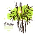 Background with hand drawn sketch bamboo and watercolor blot. Vector illustration