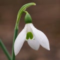 Background with harbinger of spring snowdrop or common snowdrop Galanthus nivalis Royalty Free Stock Photo